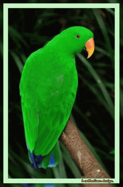 A Green Parrot Is Perched On A Tree Branch With A Green Border Around It GIF