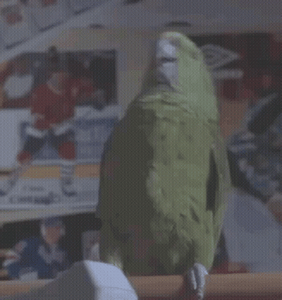 A Green Parrot Is Perched On A Wooden Railing In Front Of A Hockey Poster GIF
