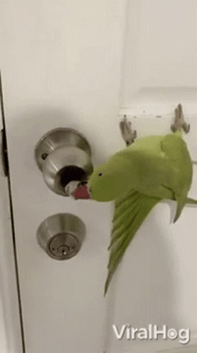 A Green Parrot Is Sitting On Top Of A Door Handle . GIF
