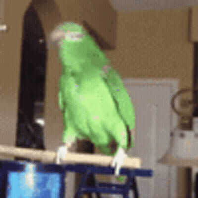 A Green Parrot Is Standing On A Wooden Perch In A Living Room . GIF