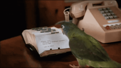 A Green Parrot Sits On A Table Next To A Phone And A Stack Of Business Cards GIF