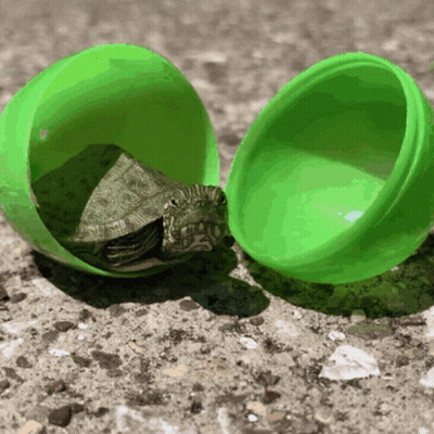 A Green Plastic Egg With A Small Turtle Inside GIF