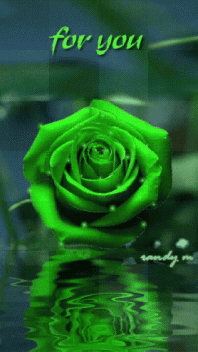 A Green Rose Is Reflected In The Water And Says For You GIF