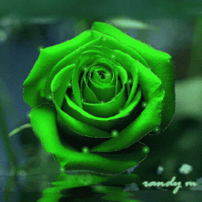 A Green Rose With The Word Randy On The Bottom GIF