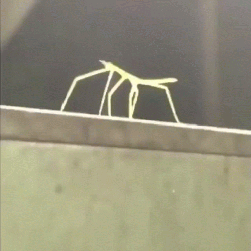 A Green Spider With Long Legs Is Crawling On A Ledge GIF