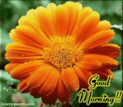 A Greeting Card With A Flower And The Words Good Morning GIF