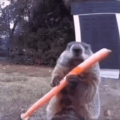 A Ground Squirrel Holding A Large Orange Stick In Its Mouth GIF