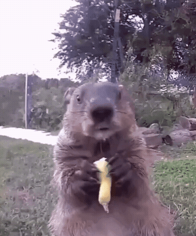 A Ground Squirrel Is Holding A Banana In Its Paws . GIF