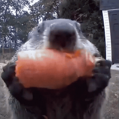 A Ground Squirrel Is Holding A Large Piece Of Carrot In Its Mouth . GIF