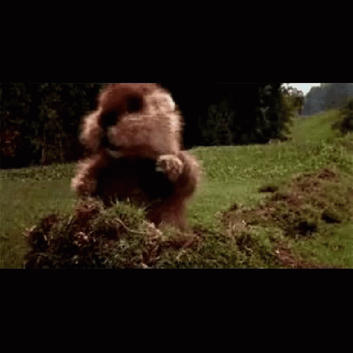A Ground Squirrel Is Standing On Its Hind Legs In A Grassy Field GIF
