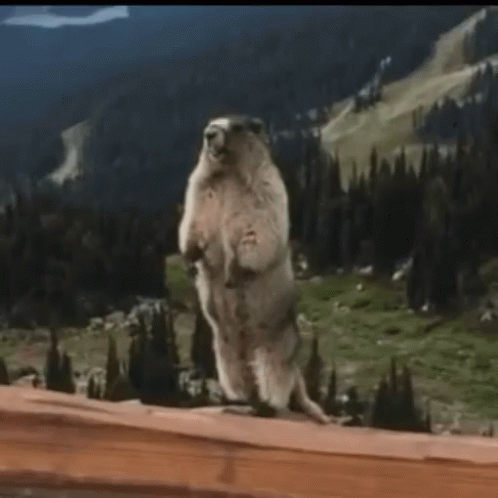 A Ground Squirrel Is Standing On Its Hind Legs With The Words Bryan Written Above It GIF