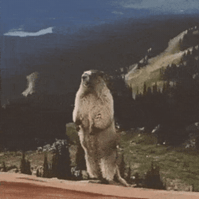 A Ground Squirrel Standing On Its Hind Legs In Front Of A Mountain GIF