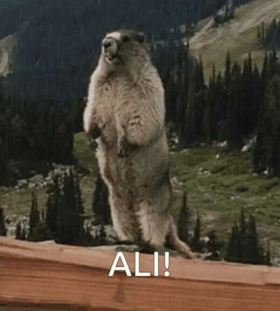 A Ground Squirrel Standing On Its Hind Legs With The Word Ali Written Above It GIF