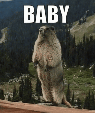 A Ground Squirrel Standing On Its Hind Legs With The Word Baby Behind It GIF