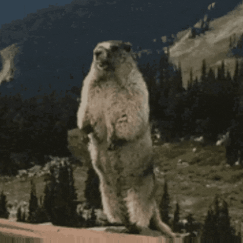 A Ground Squirrel Standing On Its Hind Legs With The Word Carl Written In The Background GIF