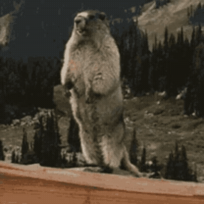 A Ground Squirrel Standing On Its Hind Legs With The Words Zaaaaaaaak Written On The Bottom GIF
