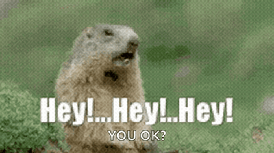 A Groundhog Is Sitting In A Field With Its Mouth Open And Says Hey ! Hey ! Hey ! You Ok . GIF