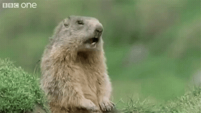 A Groundhog Is Sitting In The Grass With Its Mouth Open And The Words Hey ! Behind It . GIF