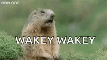 A Groundhog Is Sitting On A Rock With Its Mouth Open And Says Hey ! Wakey Wakey . GIF