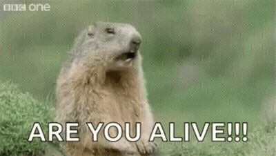 A Groundhog Is Standing In The Grass With Its Mouth Open And Saying `` Hey ! Are You Alive !! '' GIF