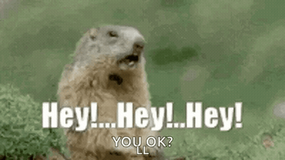 A Groundhog Is Standing In The Grass With Its Mouth Open And Saying `` Hey ! Hey ! Hey ! You Ok ? '' GIF