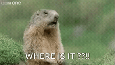 A Groundhog Is Standing In The Grass With Its Mouth Open And Saying Hey ! Where Is It ? GIF