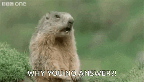 A Groundhog Is Standing In The Grass With Its Mouth Open And Saying Hey ! Why You No Answer ? GIF