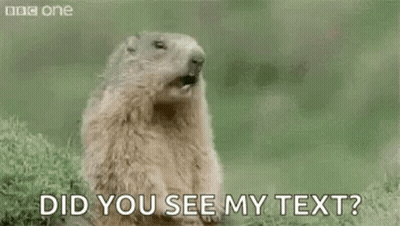 A Groundhog Is Standing In The Grass With Its Mouth Open . GIF