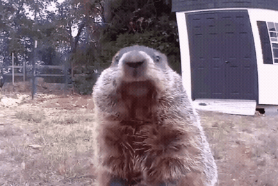 A Groundhog Standing On Its Hind Legs In Front Of A White Shed GIF