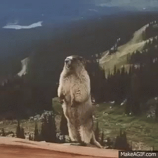 A Groundhog Standing On Its Hind Legs On Top Of A Mountain . GIF