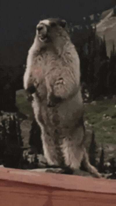 A Groundhog Standing On Its Hind Legs With The Word Jessica Written On The Bottom GIF