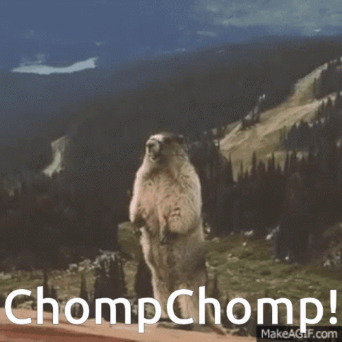 A Groundhog Standing On Its Hind Legs With The Words " Chompchomp " Written Below It GIF