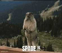 A Groundhog Standing On Its Hind Legs With The Words Spade Written On The Bottom GIF