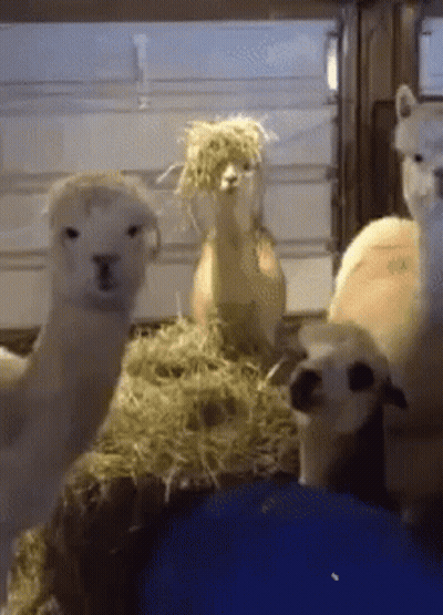A Group Of Alpacas Are Standing Around A Pile Of Hay GIF