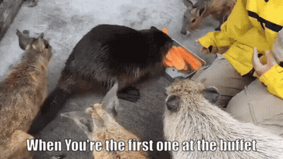 A Group Of Animals Are Eating Carrots With The Caption " When You Re The First One At The Buffet " GIF