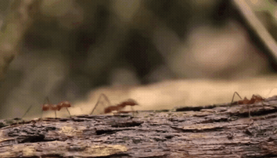 A Group Of Ants Are Crawling On A Piece Of Wood GIF
