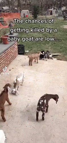 A Group Of Baby Goats Are Standing On A Sidewalk . GIF