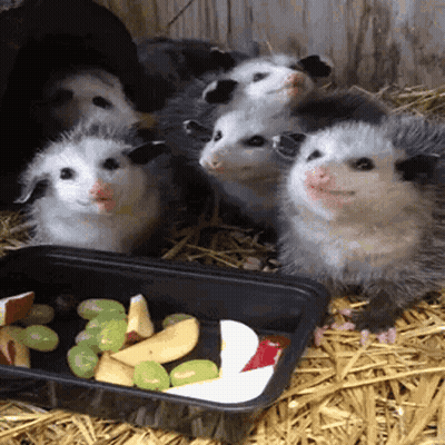 A Group Of Baby Opossums Are Eating Fruit From A Black Tray GIF