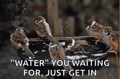 A Group Of Birds Are Sitting In A Bird Bath With The Words " Water " You Waiting For Just Get In GIF