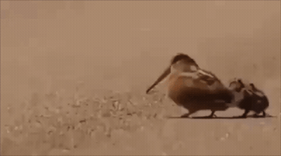 A Group Of Birds Are Standing Next To Each Other On A Sandy Beach . GIF