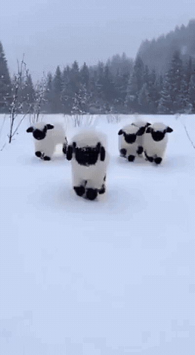 A Group Of Black And White Sheep Are Running Through The Snow . GIF