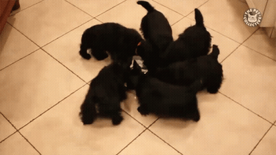 A Group Of Black Puppies Are Eating From A Bowl With The Pet Collection Logo On The Floor GIF