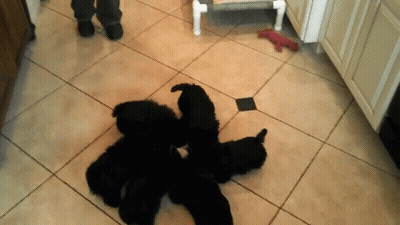 A Group Of Black Puppies Are Laying On A Tile Floor GIF