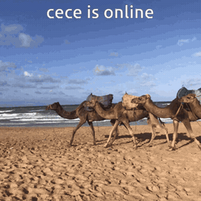 A Group Of Camels Walking On A Sandy Beach With The Words Cece Is Online Above Them GIF