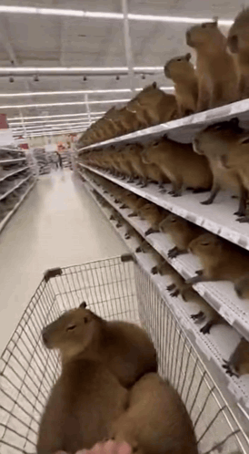 A Group Of Capybaras Are Sitting In A Shopping Cart In A Grocery Store . GIF
