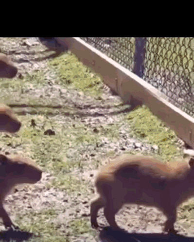 A Group Of Capybaras Are Walking Across A Grassy Field . GIF
