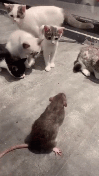 A Group Of Cats Are Looking At A Rat . GIF