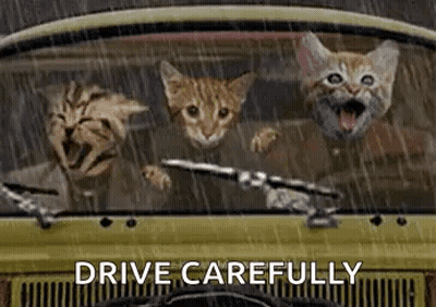 A Group Of Cats Are Sitting In A Car Driving In The Rain . GIF