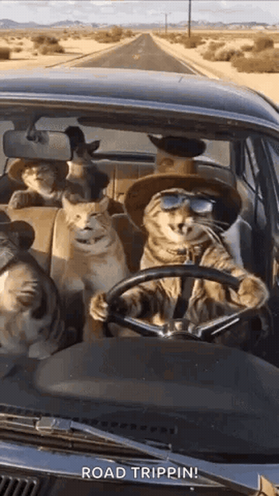 A Group Of Cats Are Sitting In A Car On A Road Trip . GIF