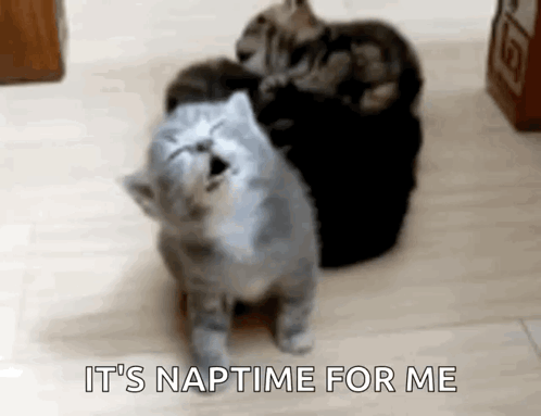 A Group Of Cats Are Sitting On A Wooden Floor And One Of Them Is Looking Up At The Camera . GIF